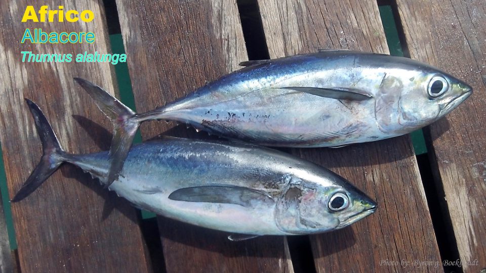 Africo Albacore