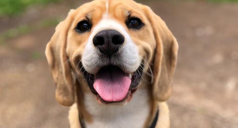 Mintino Ta Aborda Abuso Extremo Di Mascota Cu Maneho Nobo Pa E Bienestar Di Nos Animalnan