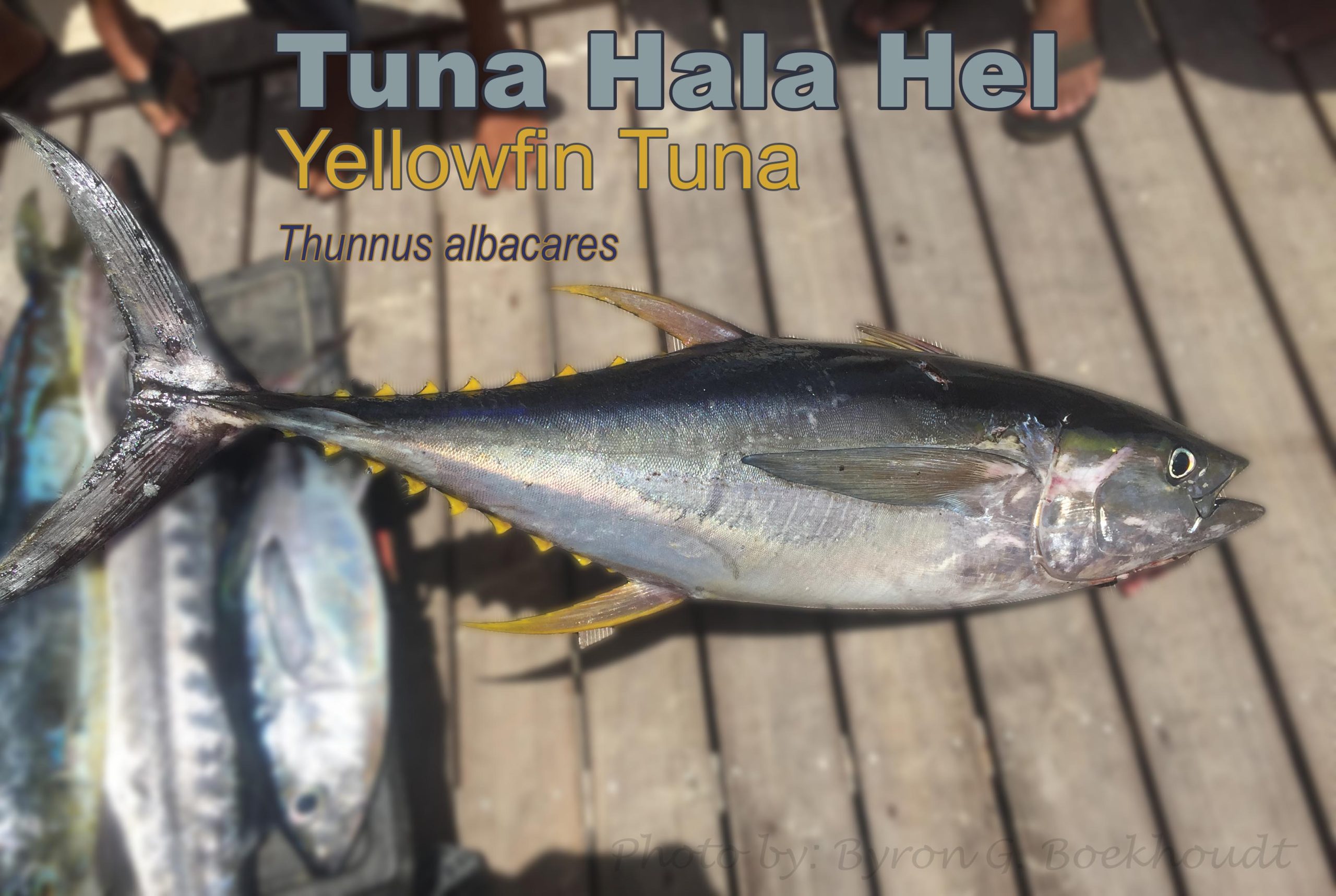 Tuna Hala Hel Yellowfin Tuna Scaled