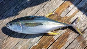 Yellowfin Tuna 1 1