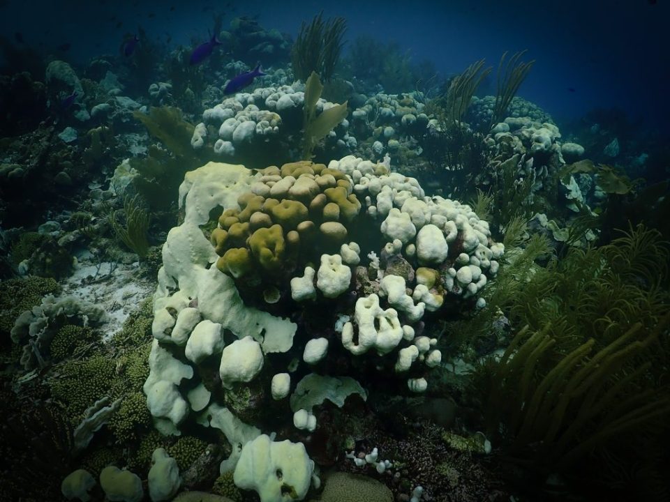Global Di Blikia Coral 1