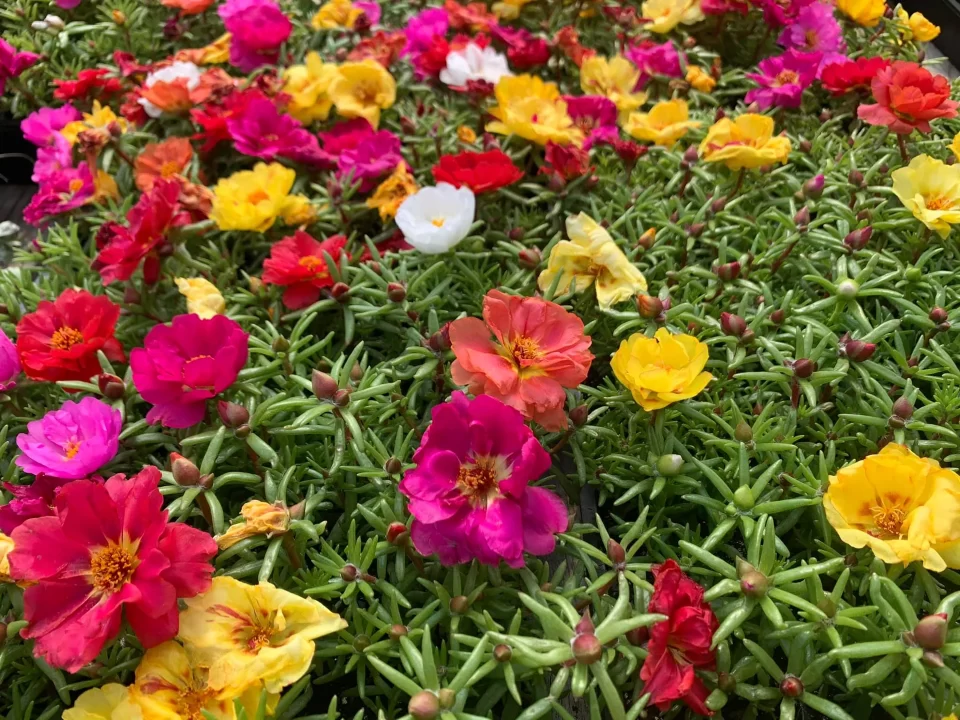 Portulaca Mix Greenparadise1