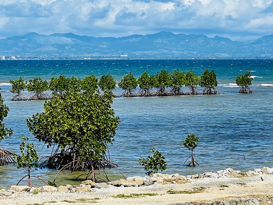 Mangroves Fiji