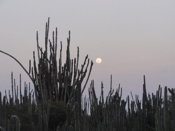 Luna Yen Foto