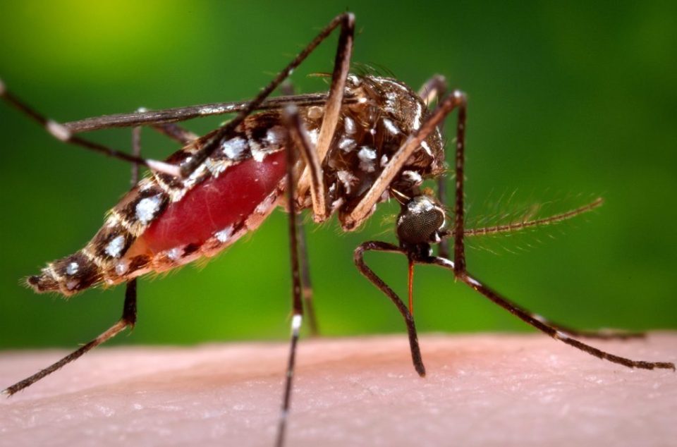 Aedes Aegypti Mug